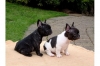 French-Bulldog-puppies-Promising-from-many-years-of-breeding-