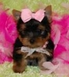 AFFECTIONATE-TEACUP-YORKIE-PUPPIES-FOR-ADOPTION